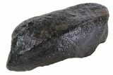 Fossil Whale Ear Bone - Miocene #69681-1